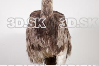 Emus body photo reference 0029